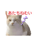 サンカクさん家のぬこたち（個別スタンプ：5）