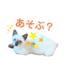 サンカクさん家のぬこたち（個別スタンプ：7）