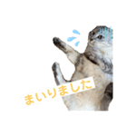 サンカクさん家のぬこたち（個別スタンプ：8）