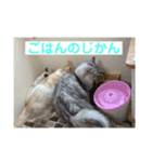サンカクさん家のぬこたち（個別スタンプ：12）
