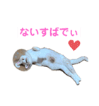 サンカクさん家のぬこたち（個別スタンプ：13）