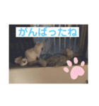 サンカクさん家のぬこたち（個別スタンプ：14）
