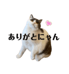 つぶの一言（個別スタンプ：1）