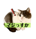 つぶの一言（個別スタンプ：8）