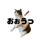 つぶの一言（個別スタンプ：11）