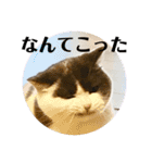 つぶの一言（個別スタンプ：19）