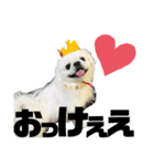 ペキニーズ4（個別スタンプ：1）