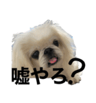 ペキニーズ4（個別スタンプ：4）