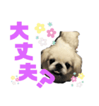 ペキニーズ4（個別スタンプ：9）