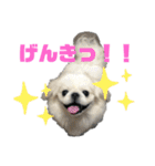 ペキニーズ4（個別スタンプ：10）
