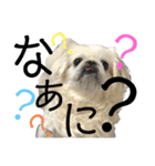 ペキニーズ4（個別スタンプ：15）