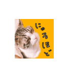 ちあーず 1（個別スタンプ：2）