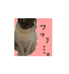ちあーず 1（個別スタンプ：3）