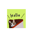 ちあーず 1（個別スタンプ：4）