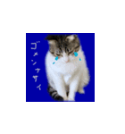 ちあーず 1（個別スタンプ：7）