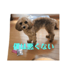 シエルスタンプズ2（個別スタンプ：24）