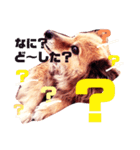 愛犬スタンプ❶（個別スタンプ：2）