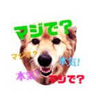 愛犬スタンプ❶（個別スタンプ：3）