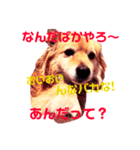 愛犬スタンプ❶（個別スタンプ：5）
