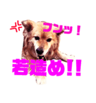 愛犬スタンプ❶（個別スタンプ：6）