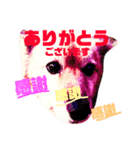 愛犬スタンプ❶（個別スタンプ：7）