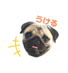 パグのスカイだよ。（個別スタンプ：1）