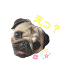 パグのスカイだよ。（個別スタンプ：4）