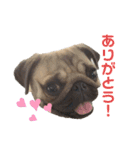 パグのスカイだよ。（個別スタンプ：9）