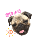 パグのスカイだよ。（個別スタンプ：15）