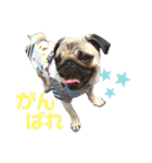 パグのスカイだよ。（個別スタンプ：19）