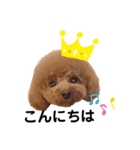 アフロトイプードル ココアさん（個別スタンプ：3）
