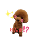 アフロトイプードル ココアさん（個別スタンプ：6）