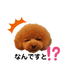 アフロトイプードル ココアさん（個別スタンプ：16）