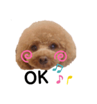 アフロトイプードル ココアさん（個別スタンプ：21）