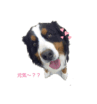 RUN子...たまに、ドン君（個別スタンプ：2）