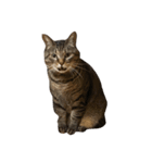 猫の将軍検定2020（個別スタンプ：1）