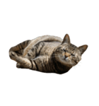 猫の将軍検定2020（個別スタンプ：3）