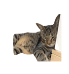 猫の将軍検定2020（個別スタンプ：4）