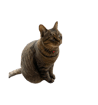 猫の将軍検定2020（個別スタンプ：6）