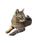猫の将軍検定2020（個別スタンプ：7）