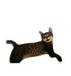 猫の将軍検定2020（個別スタンプ：10）
