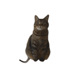 猫の将軍検定2020（個別スタンプ：12）