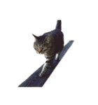 猫の将軍検定2020（個別スタンプ：13）