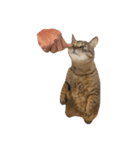 猫の将軍検定2020（個別スタンプ：16）