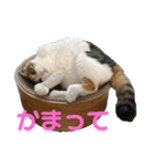 ホムちゃんスタンプ（個別スタンプ：1）