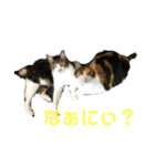 ホムちゃんスタンプ（個別スタンプ：2）