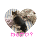 ホムちゃんスタンプ（個別スタンプ：4）