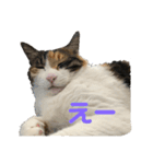 ホムちゃんスタンプ（個別スタンプ：6）