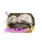 マルポメ＆マル2（個別スタンプ：3）