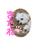 マルポメ＆マル2（個別スタンプ：31）